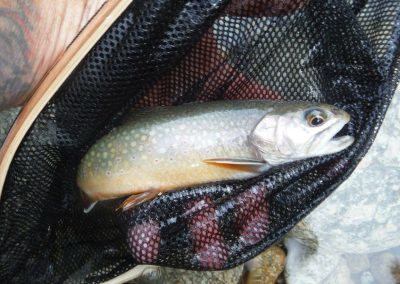 trout in the net