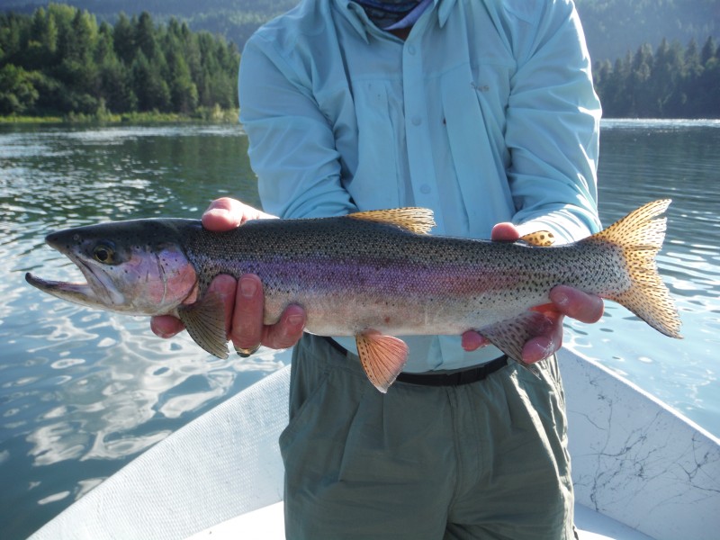 Keeper for sure , a great rainbow trout